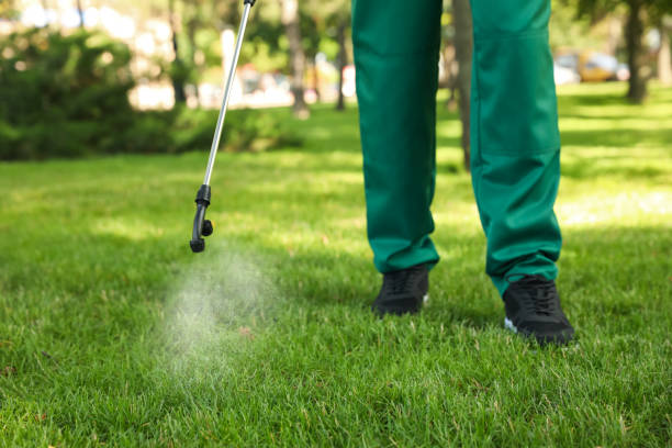 Best Flea Control Services  in Mount Hope, WV