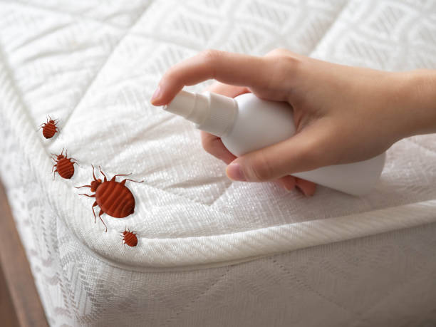 Best Affordable Pest Control Services  in Mount Hope, WV