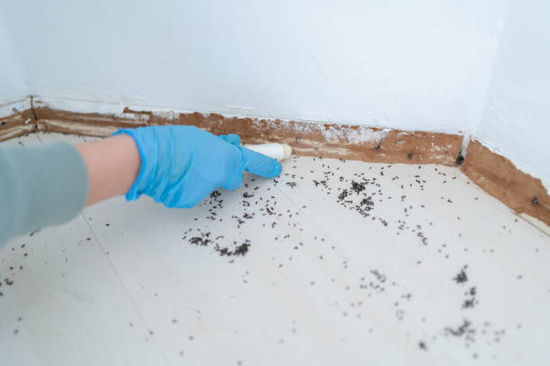 Best Cockroach Control Services  in Mount Hope, WV